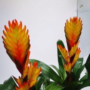 Βριέζια – Bromeliad (Bromeliaceae) - 12cm